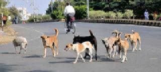 NGOs prevent sterilization of obesity dogs | एनजीओअभावी मोकाट कुत्र्यांची नसबंदी थांबली NGOs prevent sterilization of obesity dogs | एनजीओअभावी मोकाट कुत्र्यांची नसबंदी थांबली