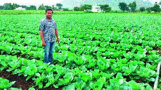 Cabbage crop risk due to climate change | वातावरणातील बदलामुळे कोबी पिकाला धोका Cabbage crop risk due to climate change | वातावरणातील बदलामुळे कोबी पिकाला धोका