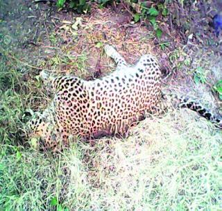 The leopard was found dead; Hunting poisoning? | बिबट मृतावस्थेत आढळला; शिकार की विषबाधा? The leopard was found dead; Hunting poisoning? | बिबट मृतावस्थेत आढळला; शिकार की विषबाधा?
