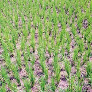 Another 642 mm rain requirement | अजून ६४२ मिमी पावसाची गरज