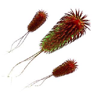 The risk of 'e-cola' to the Mumbaikars | मुंबईकरांना ‘ई कोलाय’चा धोका The risk of 'e-cola' to the Mumbaikars | मुंबईकरांना ‘ई कोलाय’चा धोका