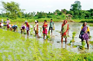 The folk songs of the fields are missing | शेताच्या बांधावरील लोकगीतांचे स्वर झाले लुप्त The folk songs of the fields are missing | शेताच्या बांधावरील लोकगीतांचे स्वर झाले लुप्त