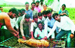 The youth of the Summit station saved the beard! | समिट स्टेशन येथील तरुणांनी वाचवले हरणाचे प्राण !