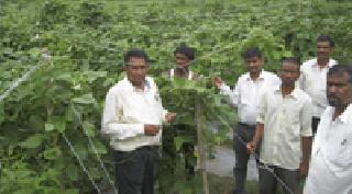 And the teacher blossomed the cultivation of wild crops | अन् शिक्षकाने फुलविली वेलवर्गीय पिकांची शेती