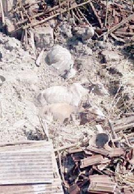 Three oxygen deaths; A serious | गोठ्यात दबून तीन बैलांचा मृत्यू; एक गंभीर