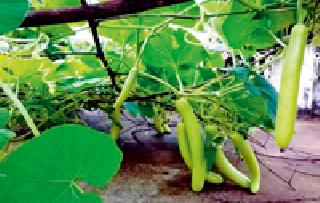 Agri-Bhopadi: The cultivation of bunds of agriculture science center at Sakoli is a boon. | शेती भोपड्याची: साकोली येथील कृषी विज्ञान केंद्रात असलेली भोपड्याची शेती अशी बहरली आहे.