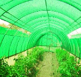 Farmers in the state turn sidenet, polyhauce in agriculture | राज्यातील शेतकरी वळतोय शेडनेट, पॉलिहाऊस शेतीकडे Farmers in the state turn sidenet, polyhauce in agriculture | राज्यातील शेतकरी वळतोय शेडनेट, पॉलिहाऊस शेतीकडे
