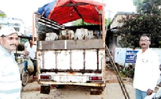 Animals caught in slaughter houses | कत्तलखान्यात जाणारी जनावरे पकडली