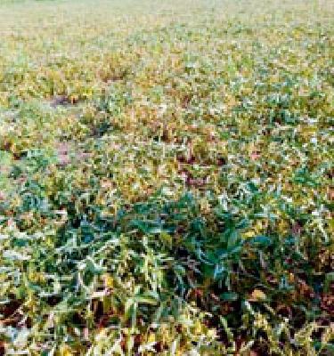 The fury of dense fog, soyabean malleon on thousands of hectares | दाट धुक्यांचा प्रकोप, हजारो हेक्टरवरील सोयाबीन मलूल