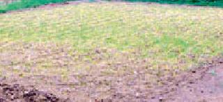 Kharif season reception of nature | खरीप हंगामाला निसर्गाचे ग्रहण Kharif season reception of nature | खरीप हंगामाला निसर्गाचे ग्रहण