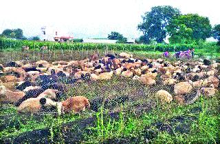 Leopard in the Bhadavana area | भादवण परिसरात बिबट्याचा धुमाकूळ Leopard in the Bhadavana area | भादवण परिसरात बिबट्याचा धुमाकूळ
