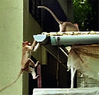 Chembur monkey boss resident Haren! | चेंबूरमध्ये माकडांच्या टोळीने रहिवासी हैराण!