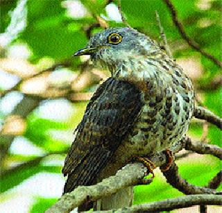 In just five years only 130 animals increased | पाच वर्षांत केवळ १३० प्राण्यांची वाढ In just five years only 130 animals increased | पाच वर्षांत केवळ १३० प्राण्यांची वाढ