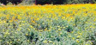 Fragrance of labor due to flowering of flowers | फुलाच्या शेतीतून दळवळतोय श्रमाचा सुगंध