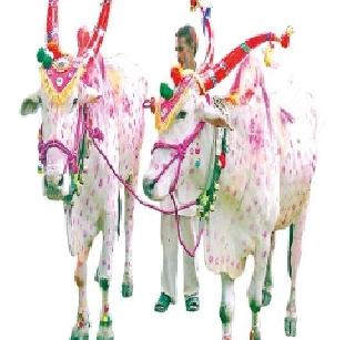 For them, the life will be broken. | त्यांच्यासाठी जीव तुटणारच ना.