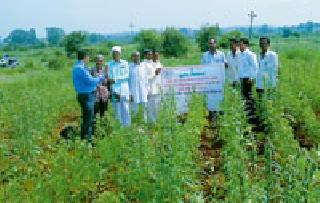 Scientist's visit to Siwara, a diseased soyabean farm | रोगग्रस्त सोयाबीन शेत शिवाराला शास्त्रज्ञांची भेट Scientist's visit to Siwara, a diseased soyabean farm | रोगग्रस्त सोयाबीन शेत शिवाराला शास्त्रज्ञांची भेट