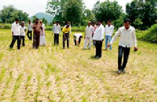 Pawan, you have a drought | पवनी, तुमसरात दुष्काळाचे सावट Pawan, you have a drought | पवनी, तुमसरात दुष्काळाचे सावट