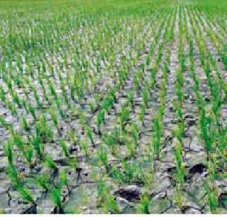 Exposed scenario | दृष्काळसदृश परिस्थितीची धास्ती