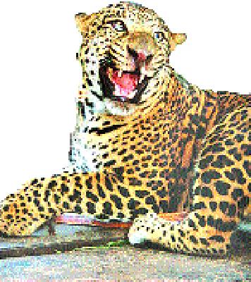 The life of a calf, saved by fighting cow-buffaloes | गाय-म्हशीने झुंज देत वाचविले वासराचे प्राण