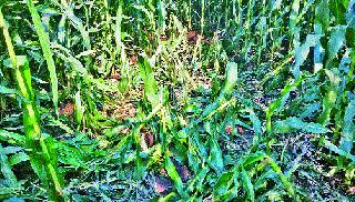 The pomp of Shiva in Pilikas Shivar; Spoilage of crops | पिळकोस शिवारात रानडुक्करांचा धुमाकूळ; पिकांची नासाडी