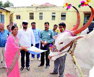 With the arrival of the rain, | पावसाच्या आगमनाने पोळा उत्साहात
