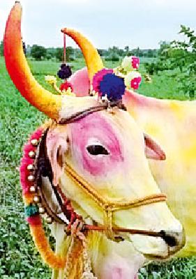 Vande bragles, bullocks hanging, the animals hanged trees! | वाडे भंगले, बैल खंगले, जीव झाडाले टांगले! Vande bragles, bullocks hanging, the animals hanged trees! | वाडे भंगले, बैल खंगले, जीव झाडाले टांगले!