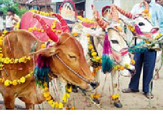 Due to lack of bull, | बैल कमी झाले तरी महत्त्व कायम Due to lack of bull, | बैल कमी झाले तरी महत्त्व कायम