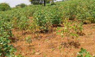 Parvati Karpali; I have dulal eyes ...! | पऱ्हाटी करपली; डोळ्यात दाटली आसवं...!