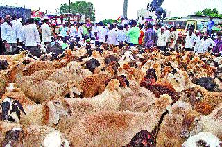 Goats and sheep on the road in the street | सटाण्यात रस्त्यावर शेळ्या-मेंढ्या Goats and sheep on the road in the street | सटाण्यात रस्त्यावर शेळ्या-मेंढ्या