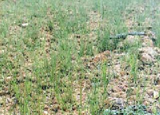 Drought conditions prevail | दुष्काळसदृश परिस्थिती कायम