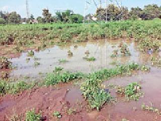 Threads on the heights of thousands of hectares | हजारो हेक्टरवरील कपाशी आडवी