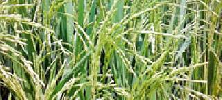 Revitalizing the early rain | जोरदार पावसाच्या आगमनाने वरथेंबी पिकांना नवजीवन