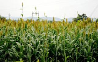 60 percent of the money | पैसेवारी ६० टक्के 60 percent of the money | पैसेवारी ६० टक्के