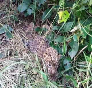 The leopard was found in Pillhu | बिबट्याचे पिलूू आढळले The leopard was found in Pillhu | बिबट्याचे पिलूू आढळले