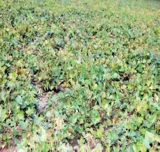 Mung production decreases by 70 percent! | मूग उत्पादनात ७0 टक्के घट ! Mung production decreases by 70 percent! | मूग उत्पादनात ७0 टक्के घट !