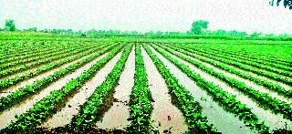 Farmers are in double trouble | शेतकरी दुहेरी संकटात Farmers are in double trouble | शेतकरी दुहेरी संकटात