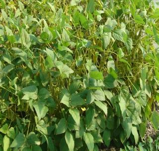 Soybean production will increase sulfur usage! | सोयाबीन पिकात गंधकाचा वापर वाढवणार! Soybean production will increase sulfur usage! | सोयाबीन पिकात गंधकाचा वापर वाढवणार!
