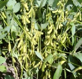 Decision to increase the use of sulfur in soybean production | सोयाबीन पिकात गंधकाचा वापर वाढविण्याचा निर्णय Decision to increase the use of sulfur in soybean production | सोयाबीन पिकात गंधकाचा वापर वाढविण्याचा निर्णय