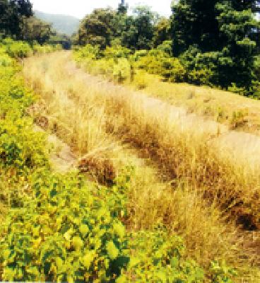 In the main left canal wooded forest | मुख्य डाव्या कालव्यात झुडपी जंगल In the main left canal wooded forest | मुख्य डाव्या कालव्यात झुडपी जंगल
