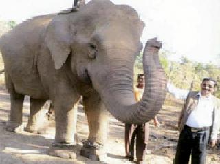 The 75-year-old 'Rupa' rule in Nagzira Wildlife Sanctuary | नागझिरा अभयारण्यात ७५ वर्षीय ‘रूपा’चे राज The 75-year-old 'Rupa' rule in Nagzira Wildlife Sanctuary | नागझिरा अभयारण्यात ७५ वर्षीय ‘रूपा’चे राज