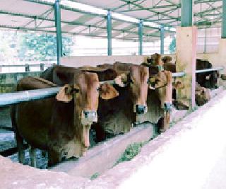 The last factor to measure the welfare center of the wool | वळूमाता संगोपन केंद्र मोजतोय शेवटच्या घटका The last factor to measure the welfare center of the wool | वळूमाता संगोपन केंद्र मोजतोय शेवटच्या घटका
