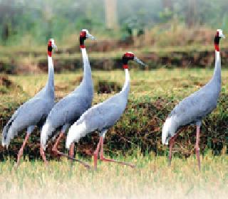 60 Thiamet Crisis on Cranberry | ६० सारसांवर थायमेटचे संकट 60 Thiamet Crisis on Cranberry | ६० सारसांवर थायमेटचे संकट