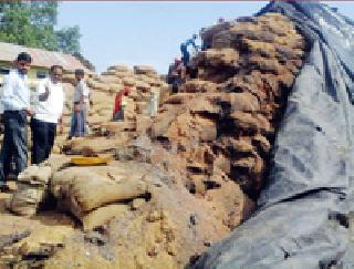 Tribal Society's 1.5 thousand quintals of rice wasted | आदिवासी सोसायटीचे दीड हजार क्विंटल धान सडले Tribal Society's 1.5 thousand quintals of rice wasted | आदिवासी सोसायटीचे दीड हजार क्विंटल धान सडले