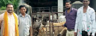 Lives 26 slaughtered animals | कत्तलीसाठी जाणाऱ्या २६ जनावरांना जीवदान Lives 26 slaughtered animals | कत्तलीसाठी जाणाऱ्या २६ जनावरांना जीवदान