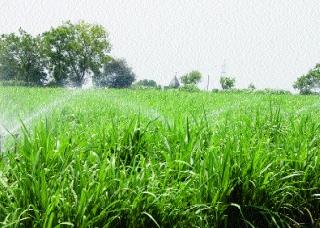92 crore given to the state for micro irrigation | सूक्ष्म सिंचनासाठी राज्याला दिले ९२ कोटी 92 crore given to the state for micro irrigation | सूक्ष्म सिंचनासाठी राज्याला दिले ९२ कोटी