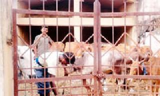 39 rescued slaughtered animals | कतलीसाठी जाणाऱ्या ३९ जनावरांची सुटका 39 rescued slaughtered animals | कतलीसाठी जाणाऱ्या ३९ जनावरांची सुटका