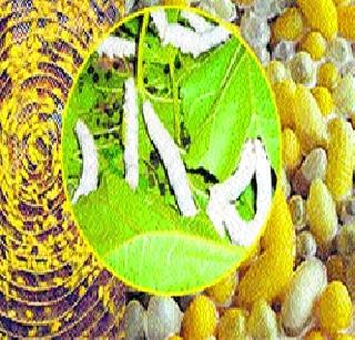 Promotion of Silk Industry from MNREGA | ‘मनरेगा’तून रेशीम उद्योगाला प्रोत्साहन Promotion of Silk Industry from MNREGA | ‘मनरेगा’तून रेशीम उद्योगाला प्रोत्साहन
