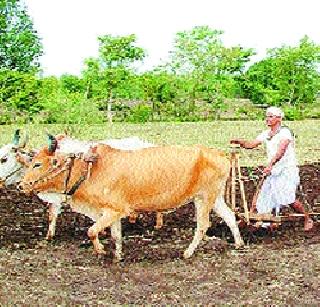 Rabi will grow in the state! | राज्यात रबीचा पेरा वाढणार! Rabi will grow in the state! | राज्यात रबीचा पेरा वाढणार!