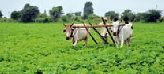 Payday will be as per the prevailing 50 paise norms | प्रचलित ५० पैशांच्या निकषाप्रमाणे होणार पैसेवारी जाहीर