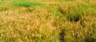Ruins of the animals, ruins of the rice paddy | श्वापदांच्या उपद्रवाने धानपिकाची नासाडी